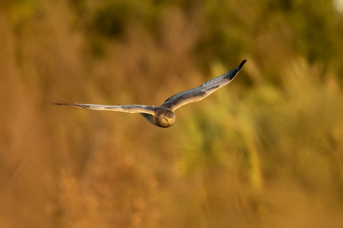 Northern Harrier - Nick Parayko