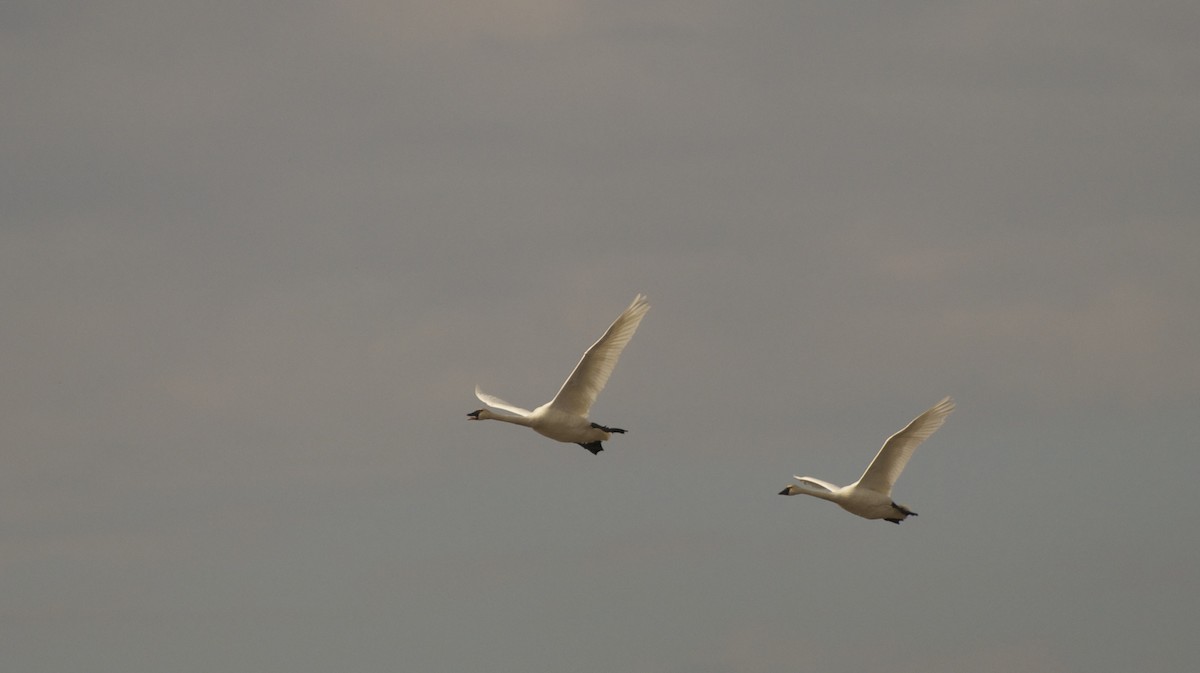 Tundra Swan - ML137752621