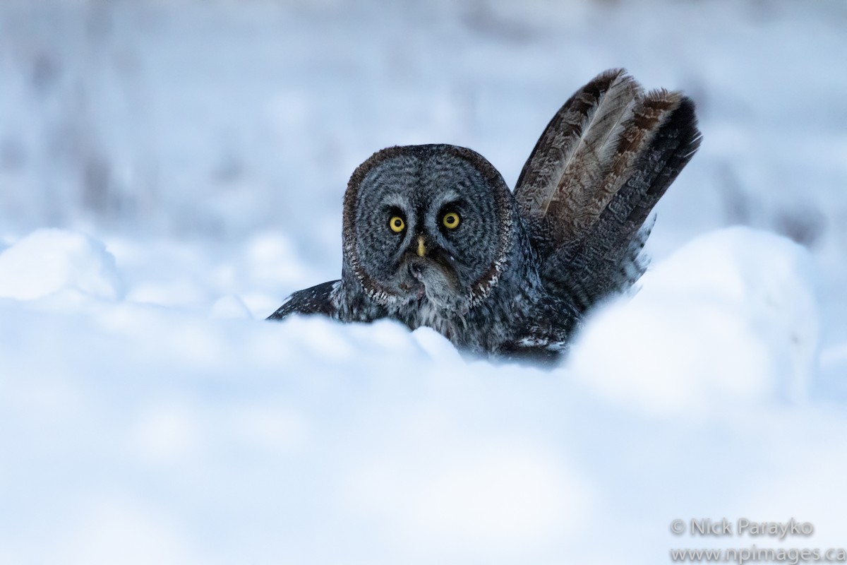 Great Gray Owl - ML137752691