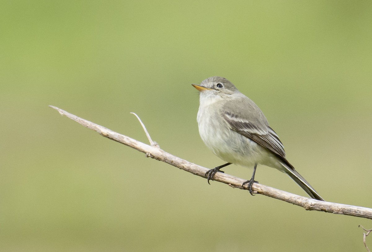 Gray Flycatcher - ML137752851