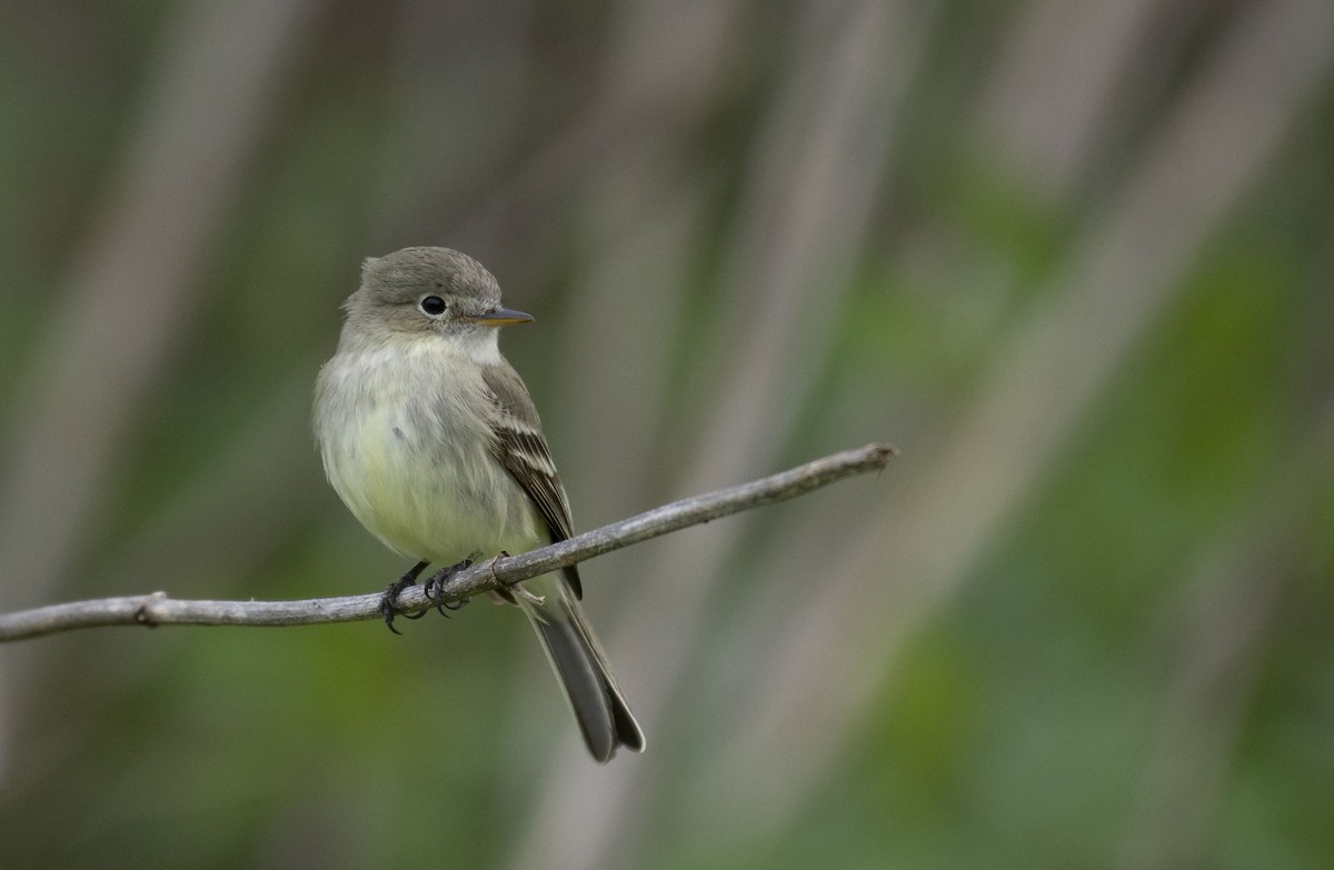 Gray Flycatcher - Marky Mutchler