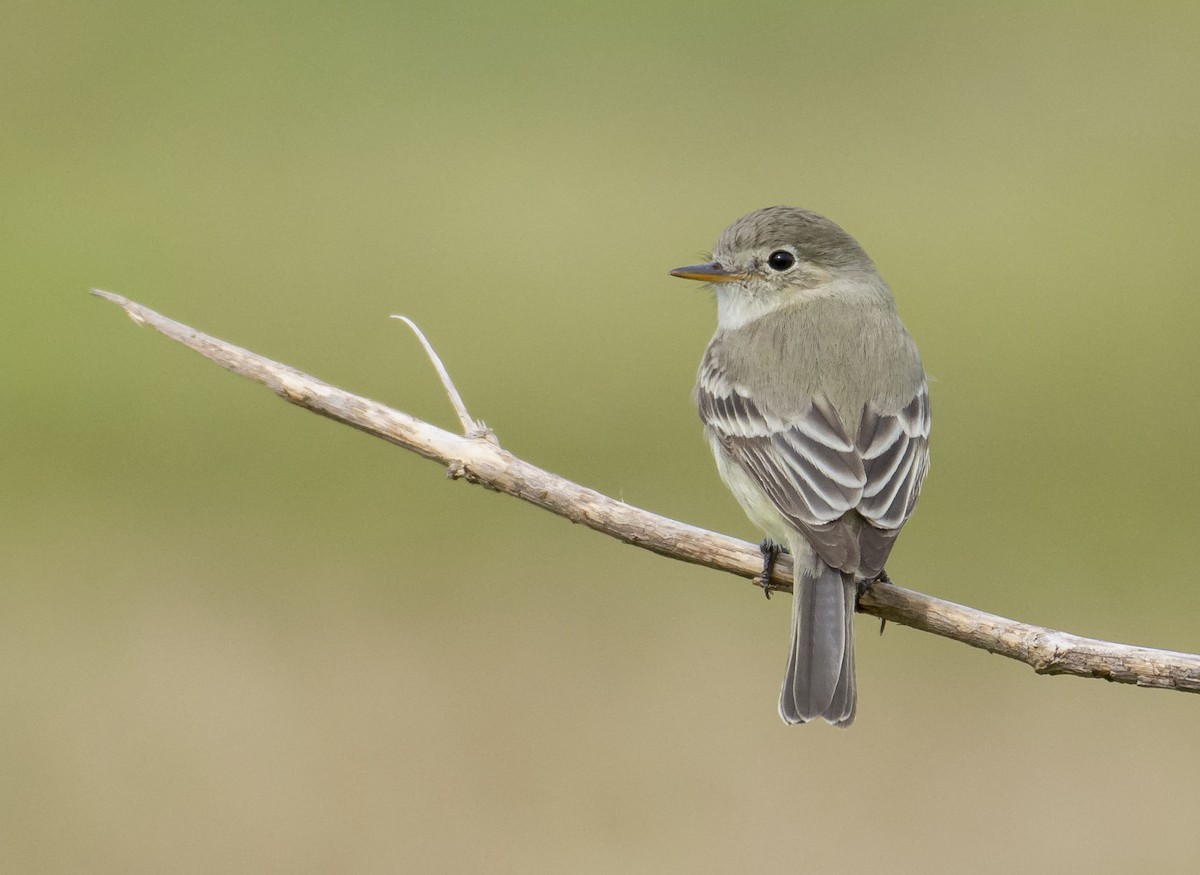 Gray Flycatcher - Marky Mutchler