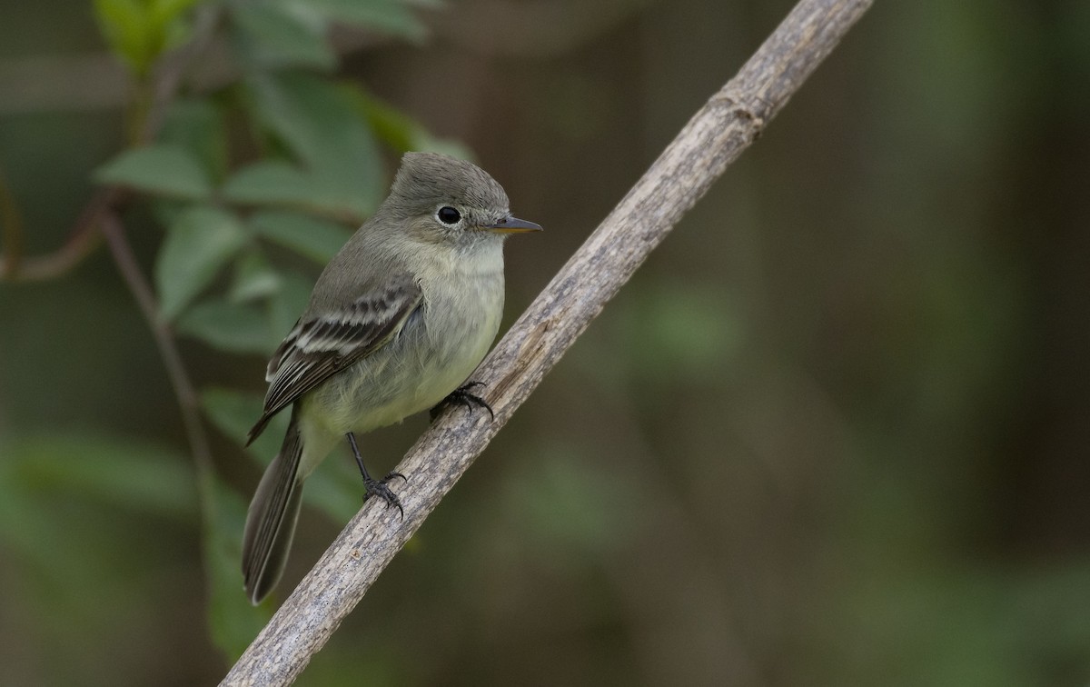 Gray Flycatcher - ML137753281