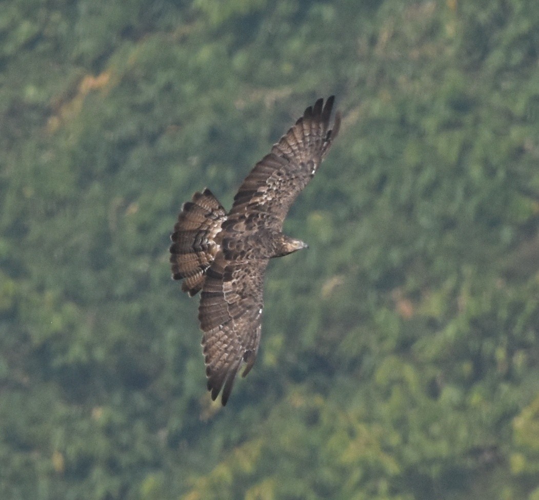 Oriental Honey-buzzard - ML137753831