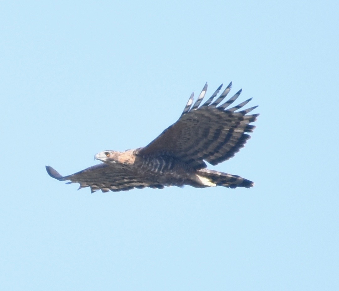 Legge's Hawk-Eagle - Pushpa C R