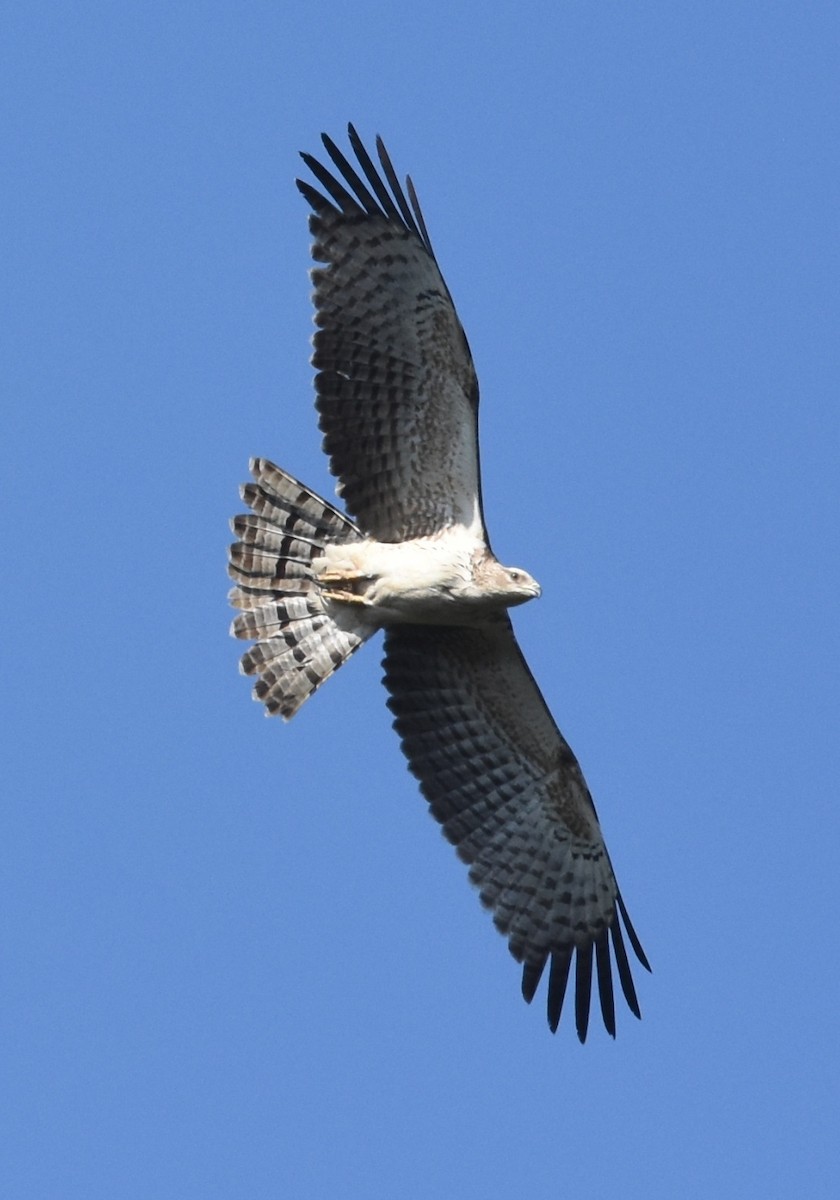 Oriental Honey-buzzard - ML137754271