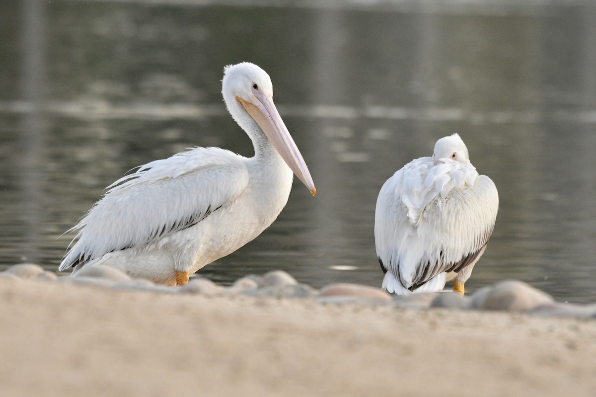 American White Pelican - ML137754771