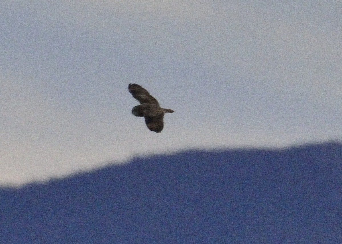 Short-eared Owl - ML137755061