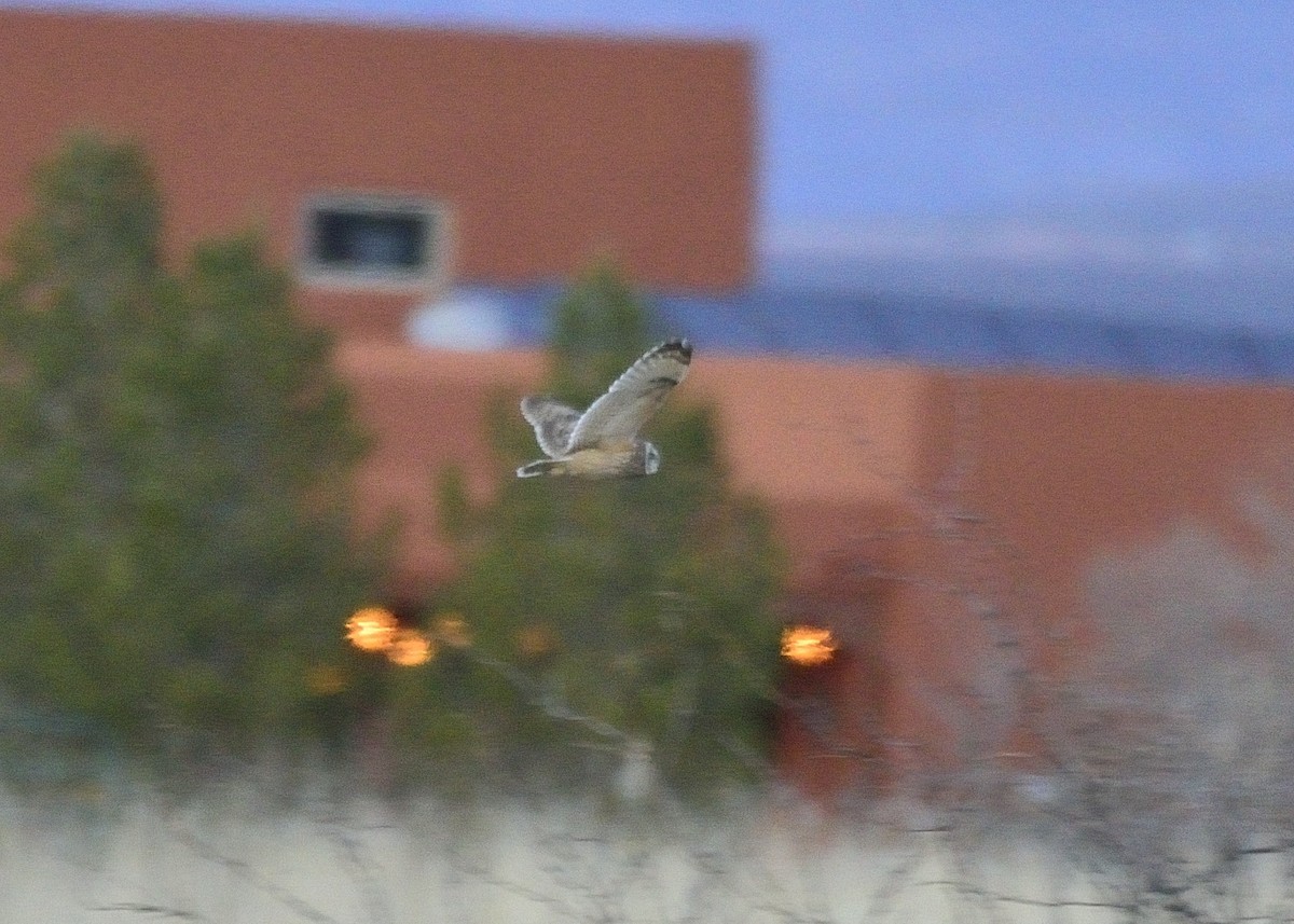 Short-eared Owl - ML137755081