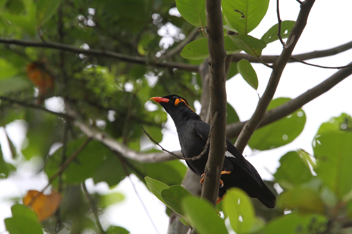 Common Hill Myna - ML137755101