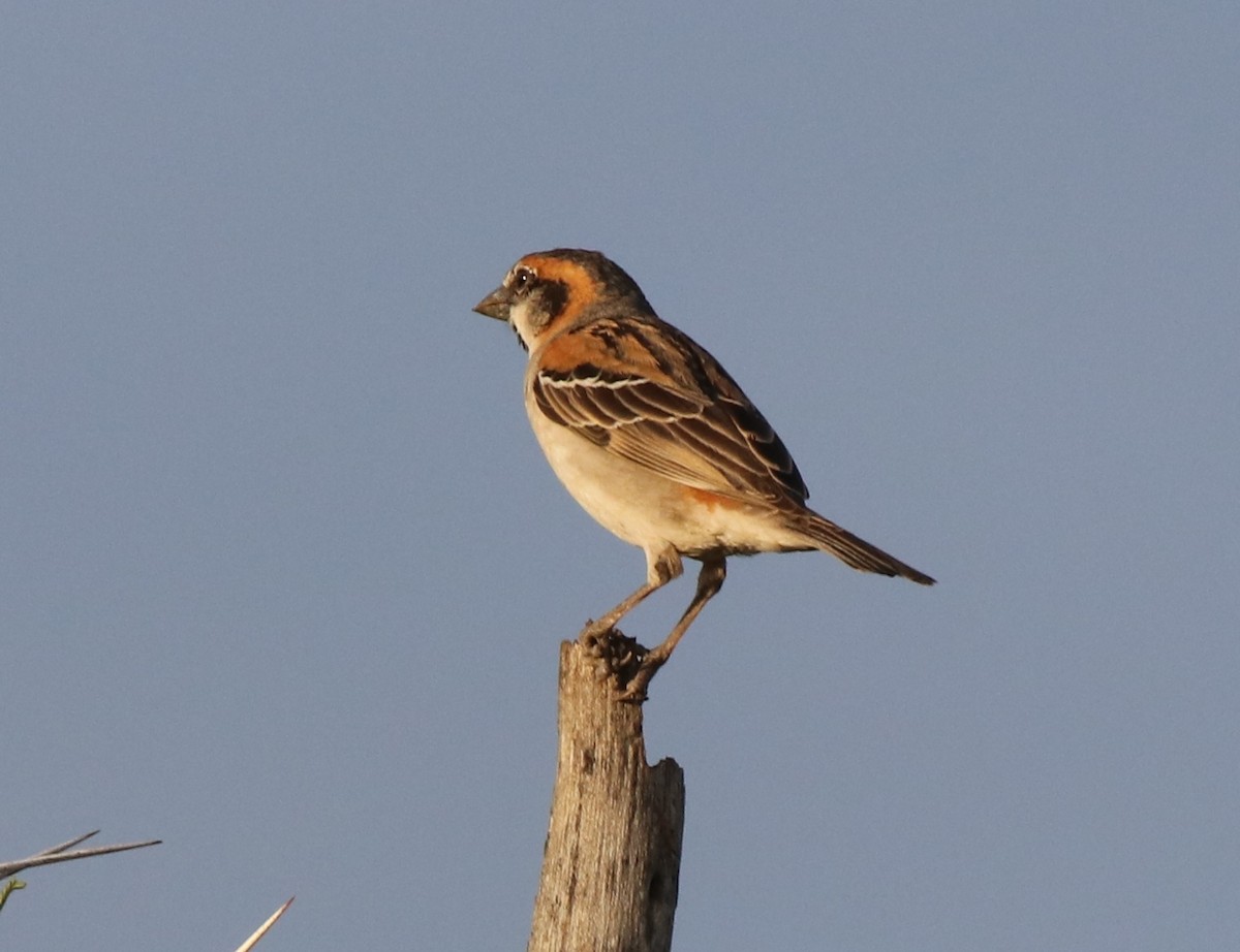 Shelley's Rufous Sparrow - Jason Fidorra