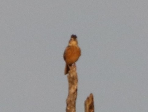 Flappet Lark - ML137756071