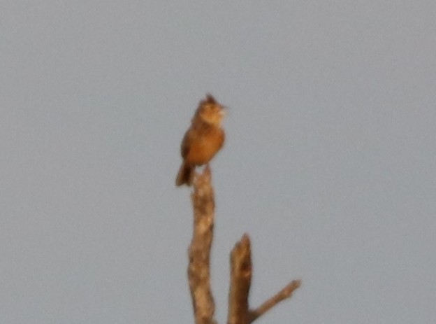 Flappet Lark - ML137756081