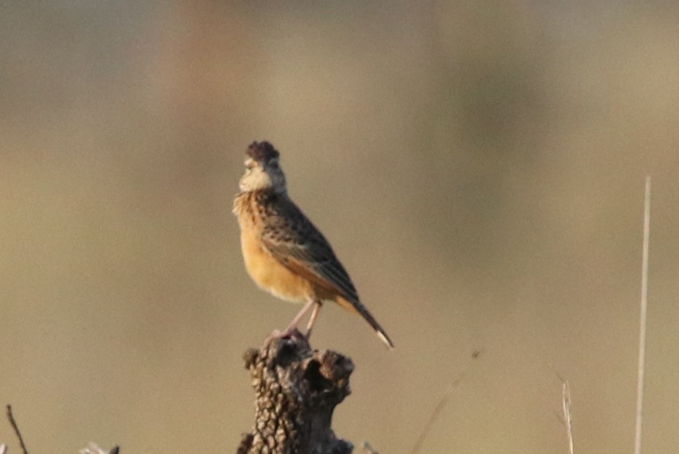 Flappet Lark - ML137756091