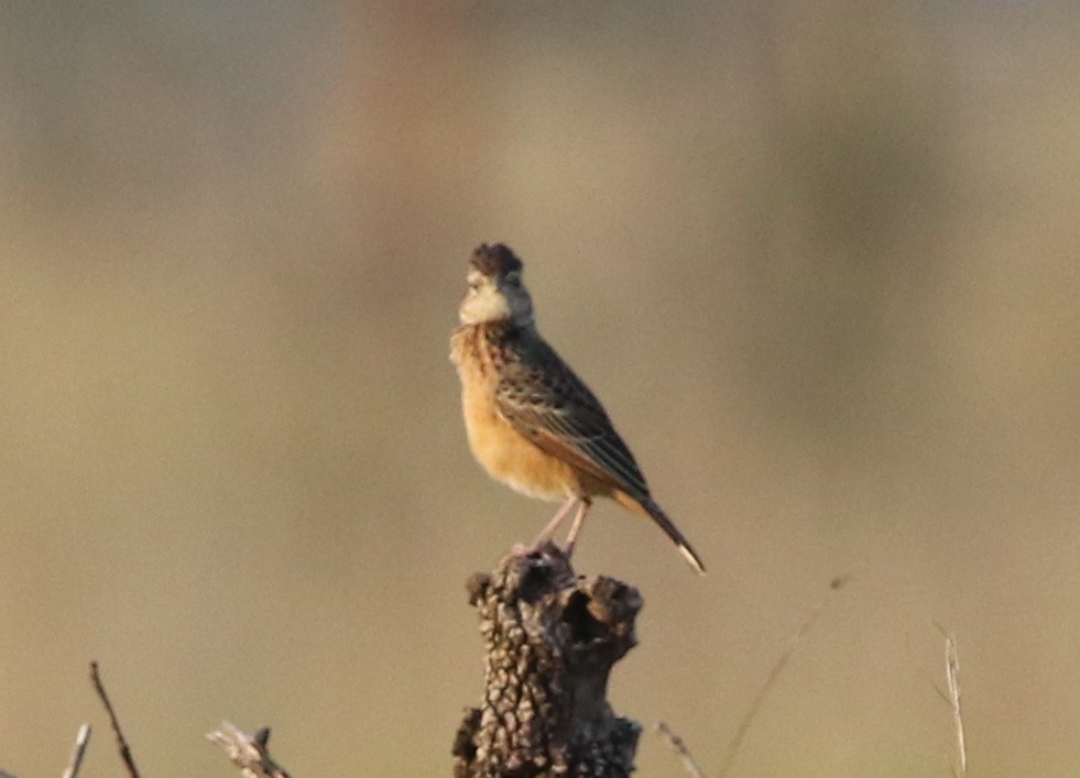 Flappet Lark - ML137756101