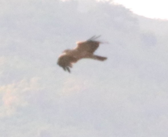 Tawny Eagle - Jason Fidorra