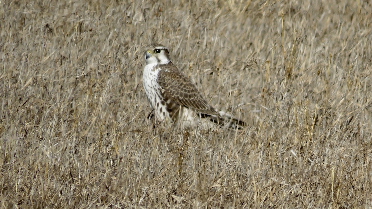 Prairie Falcon - Nick Komar