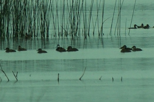 Ruddy Duck - ML137758371