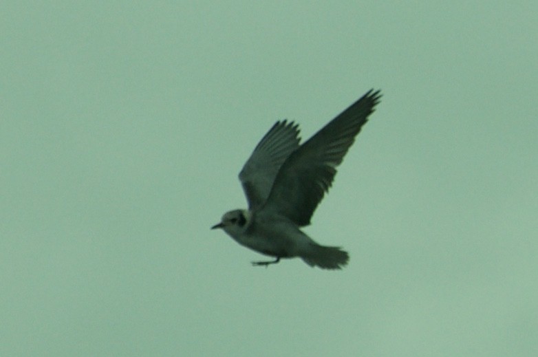 Black Tern - ML137758491