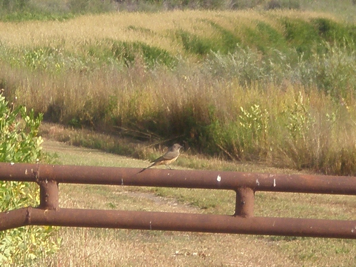 Say's Phoebe - ML137759111