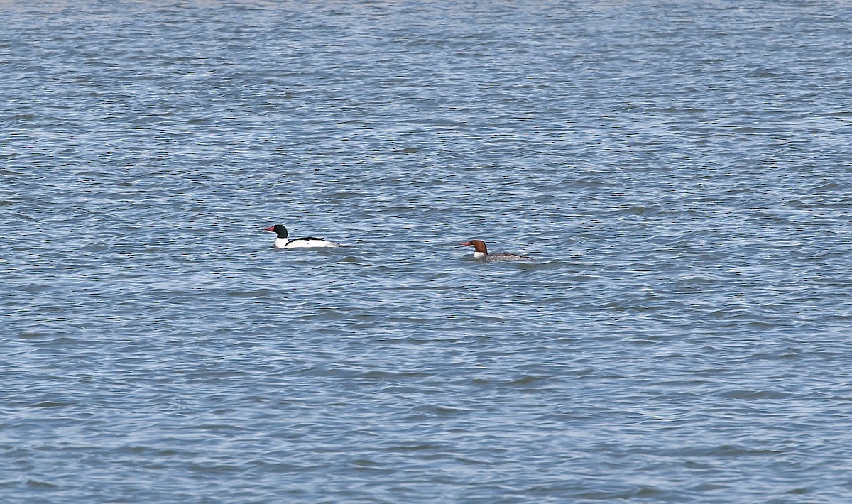 Common Merganser - ML137759651