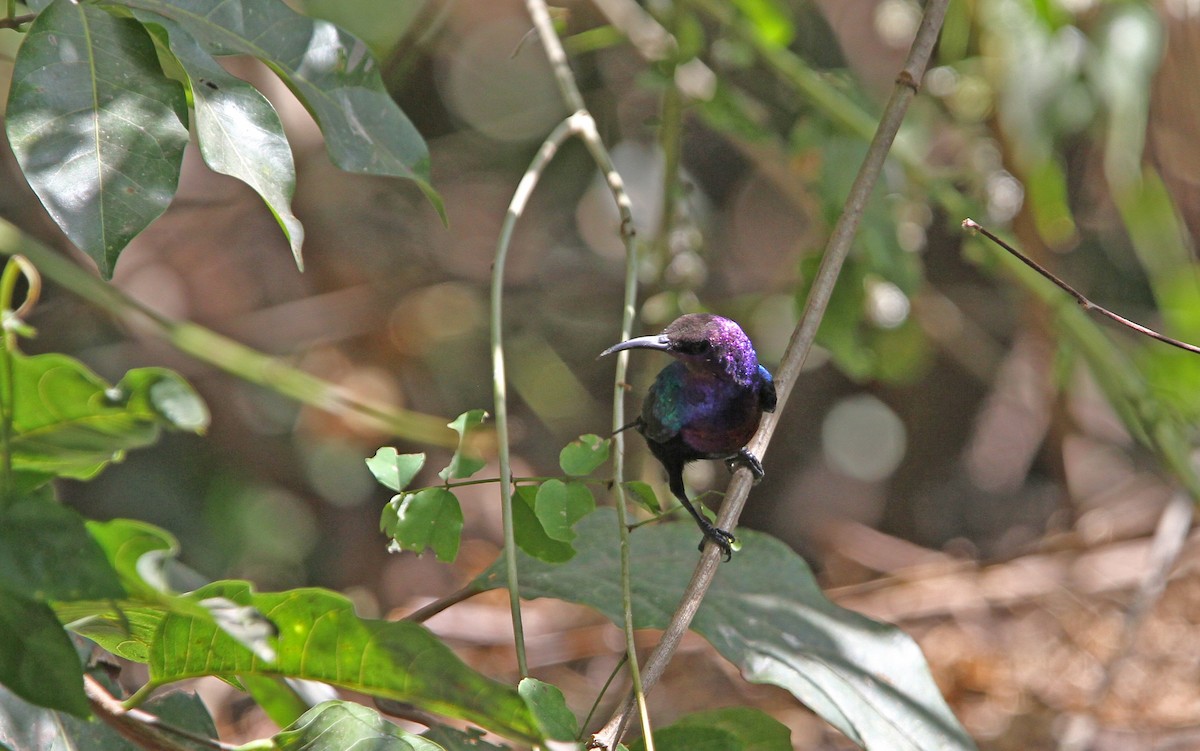 Splendid Sunbird - ML137764211