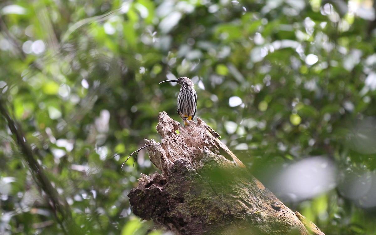 Whitehead's Spiderhunter - ML137765641