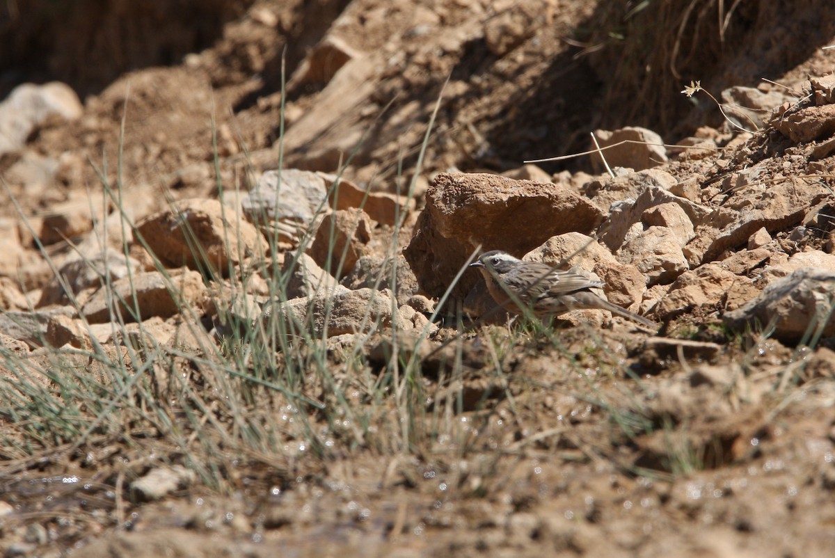 pěvuška skalní (ssp. ocularis) - ML137765791