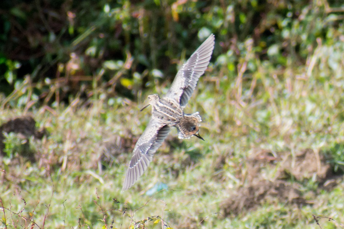 Pin-tailed Snipe - ML137767981