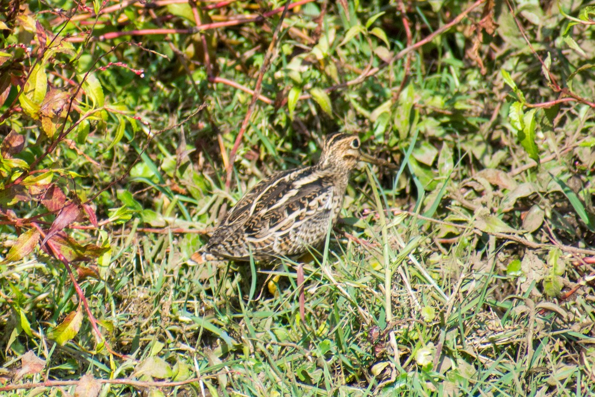 Bécassine à queue pointue - ML137768031