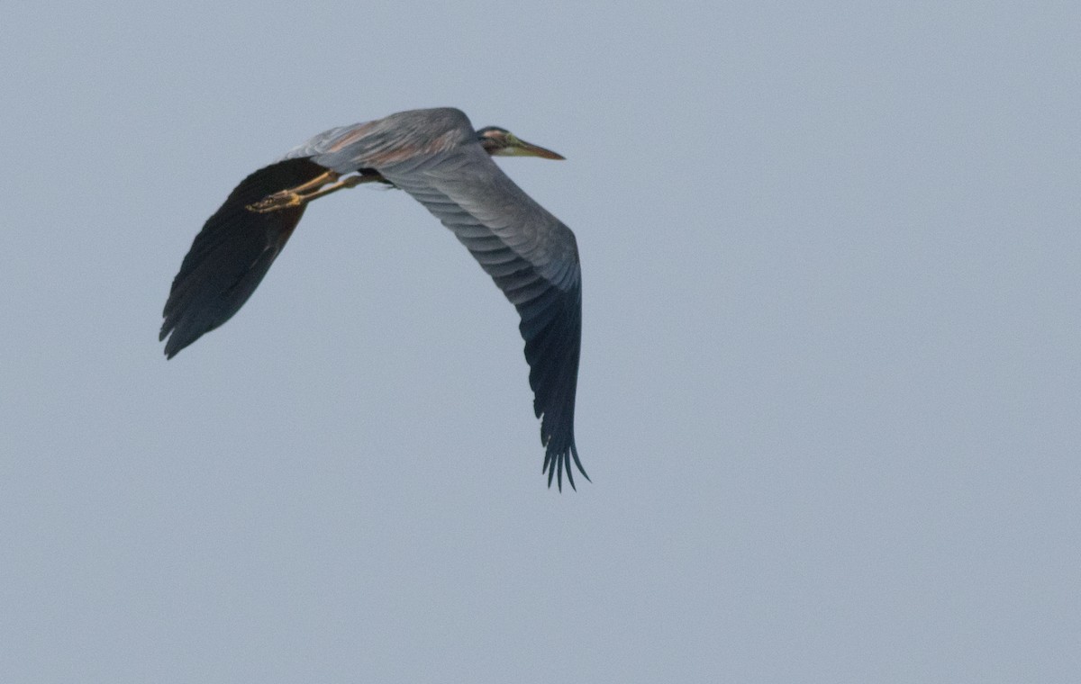 Purple Heron - ML137768731