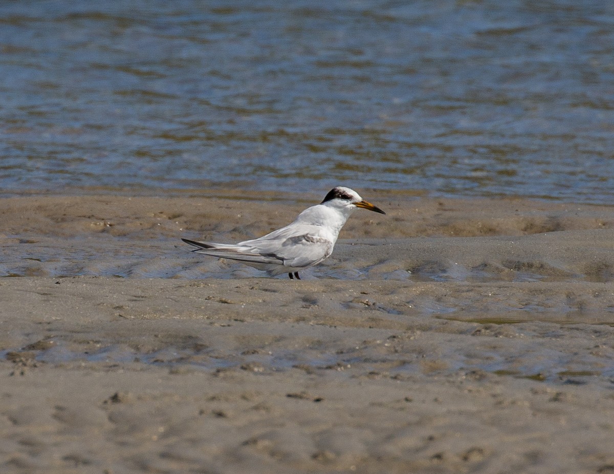 Little Tern - ML137769491