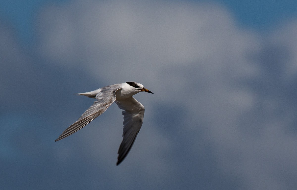 Little Tern - ML137769501