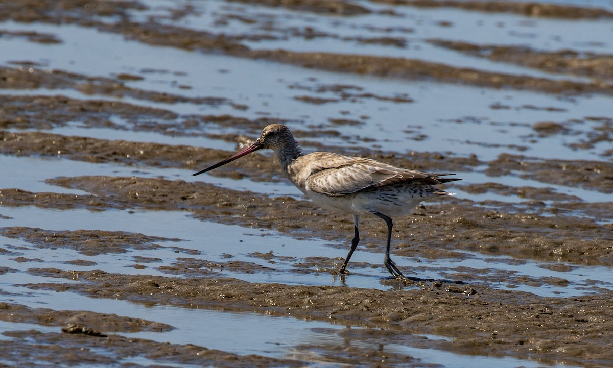 Bar-tailed Godwit - ML137769521