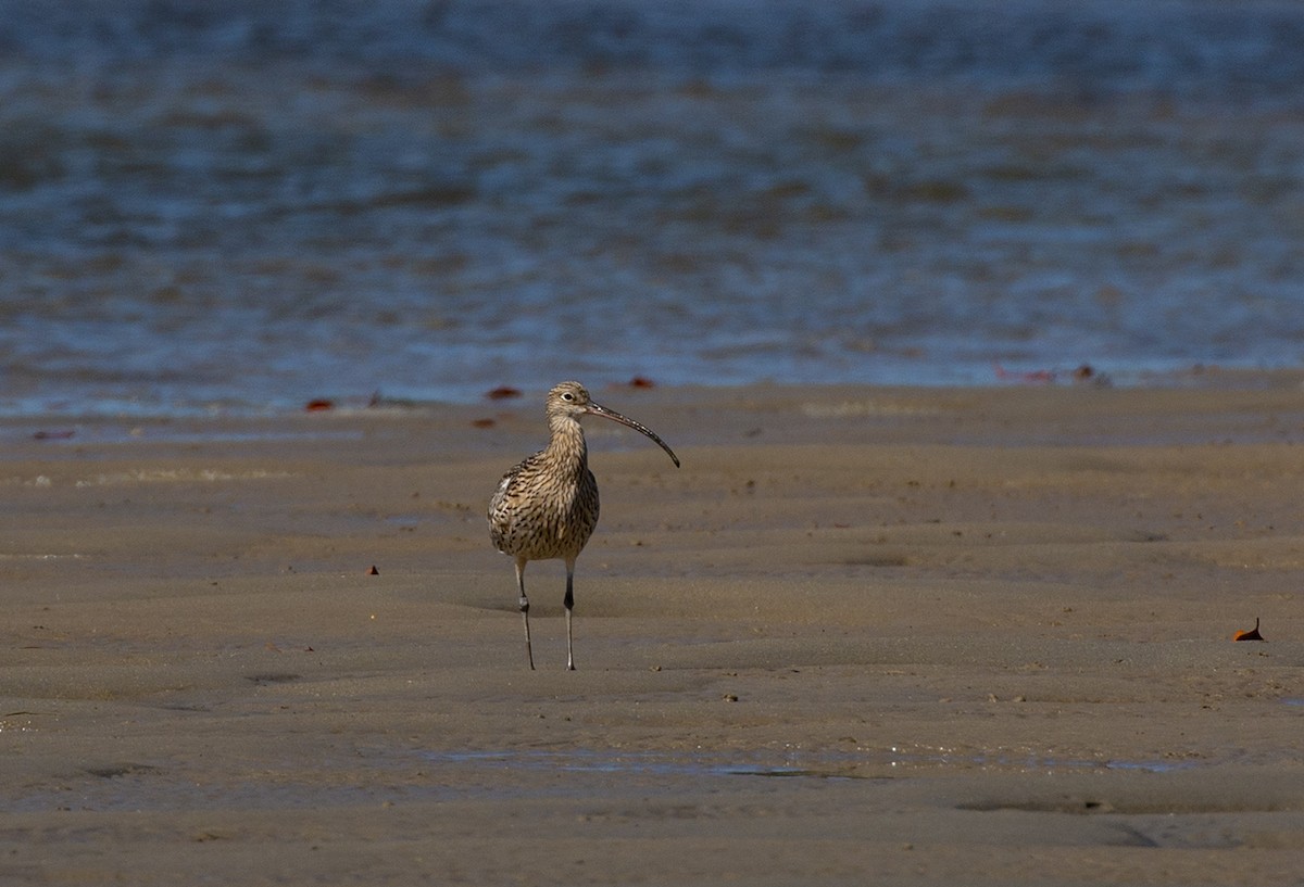 Far Eastern Curlew - ML137769541