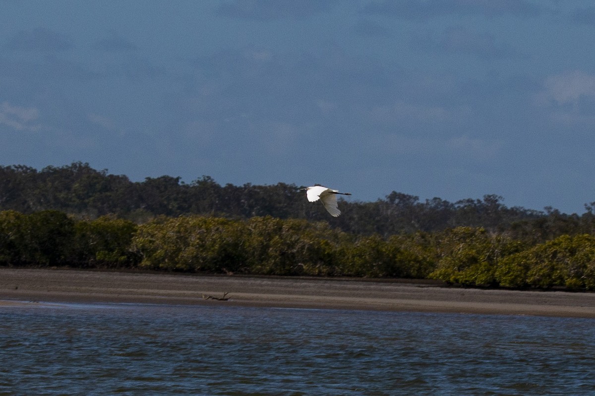 Great Egret - ML137769571