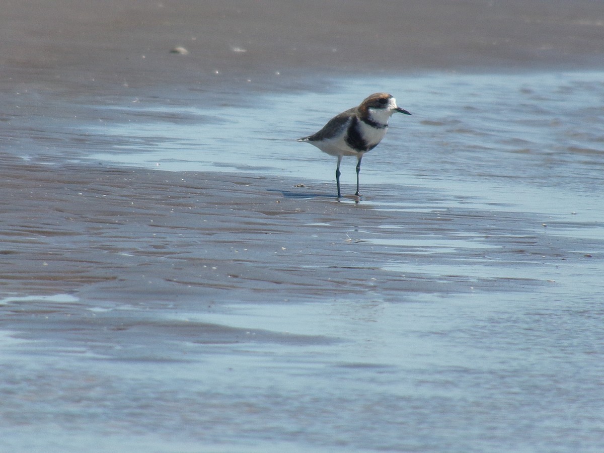 Two-banded Plover - ML137769591
