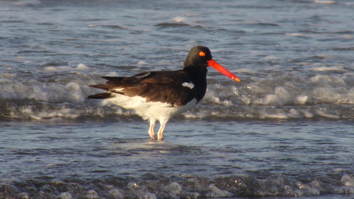 American Oystercatcher - ML137769671