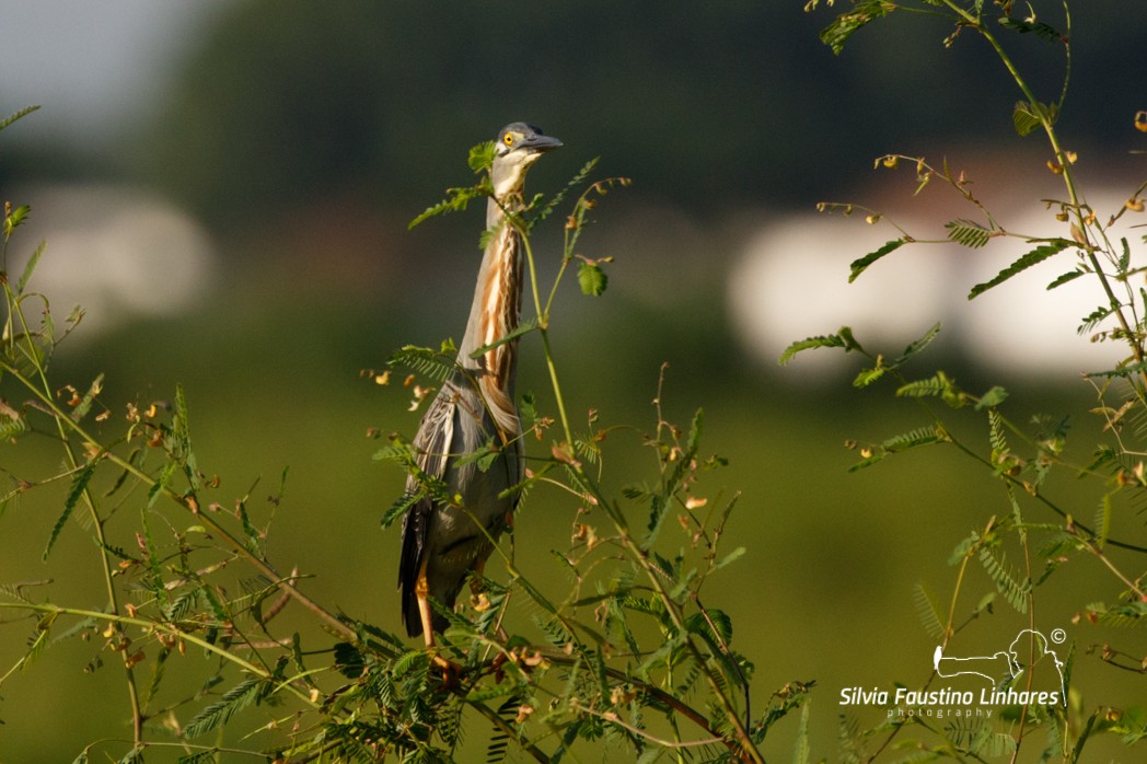 Striated Heron - Silvia Faustino Linhares