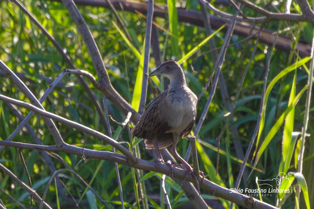 Ash-throated Crake - ML137770261