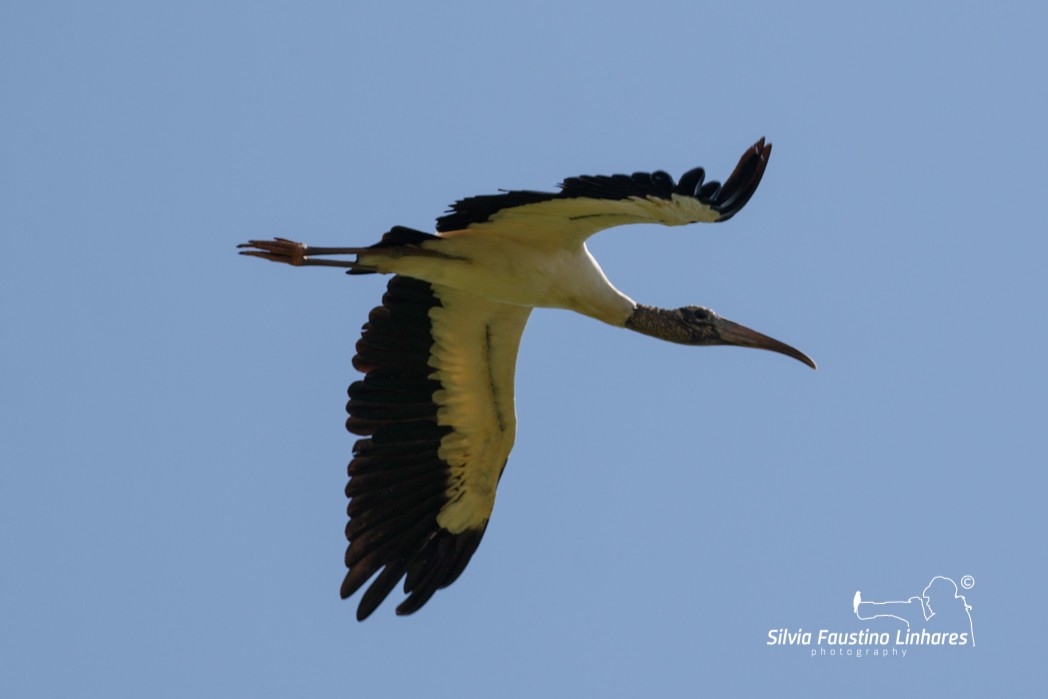 Wood Stork - ML137770311