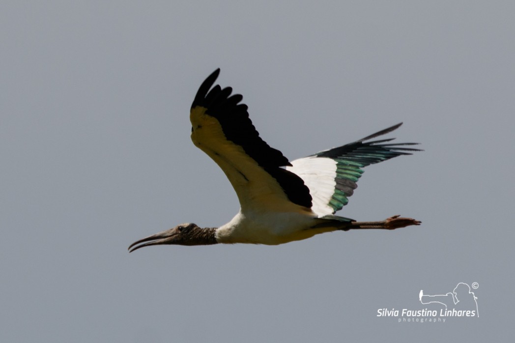 Wood Stork - ML137770431