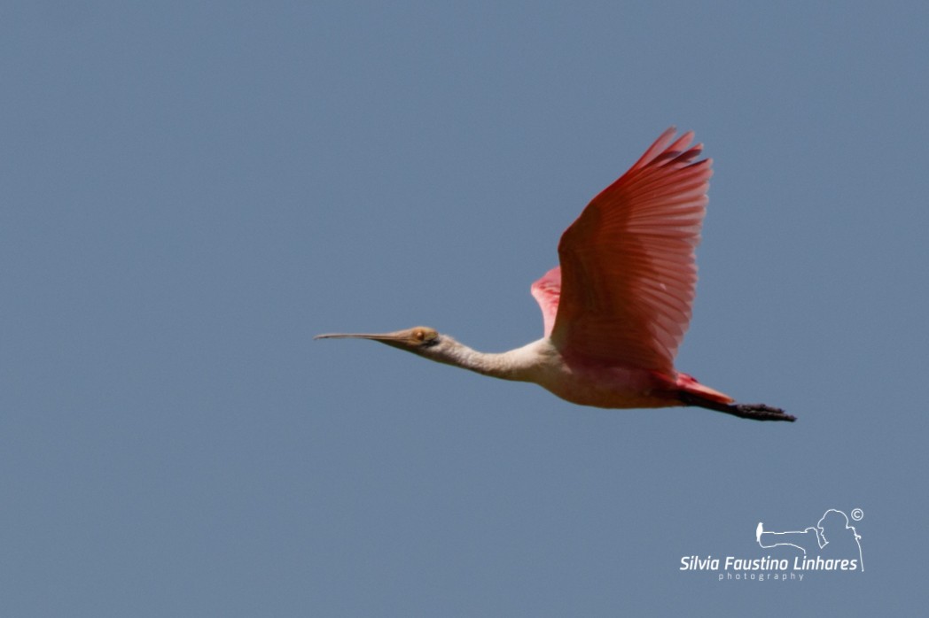 Roseate Spoonbill - Silvia Faustino Linhares