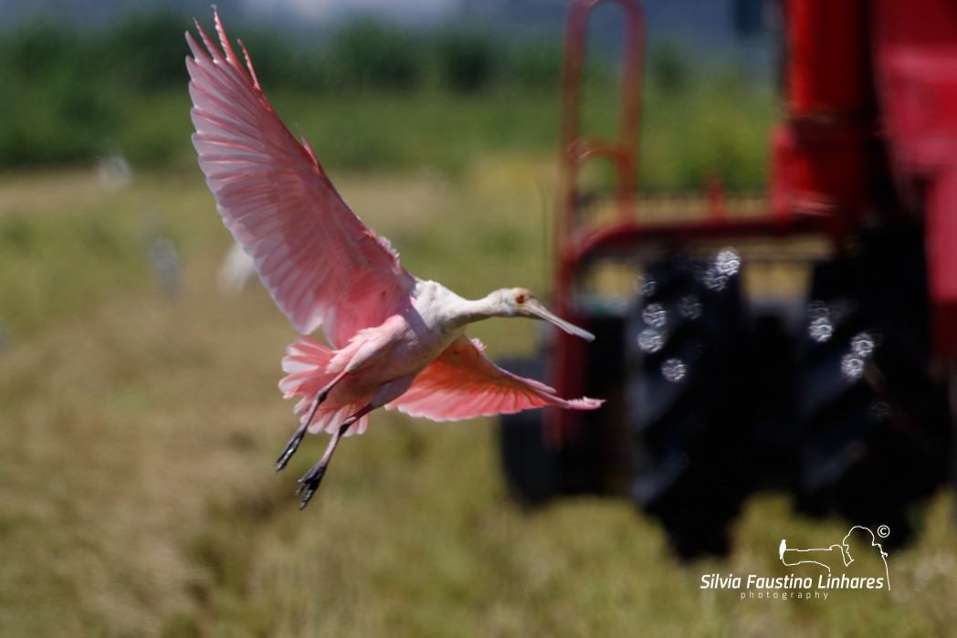 Roseate Spoonbill - ML137770551