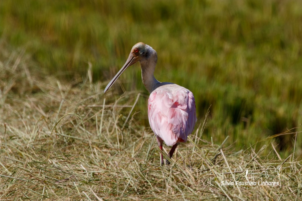 Roseate Spoonbill - ML137770591