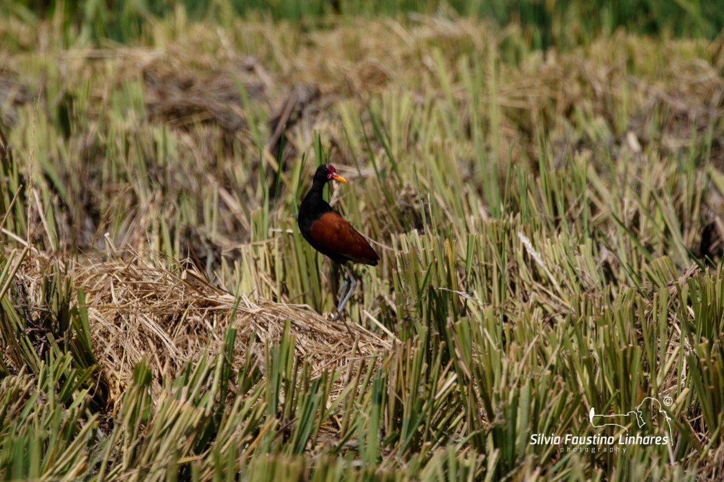 Wattled Jacana - ML137770691