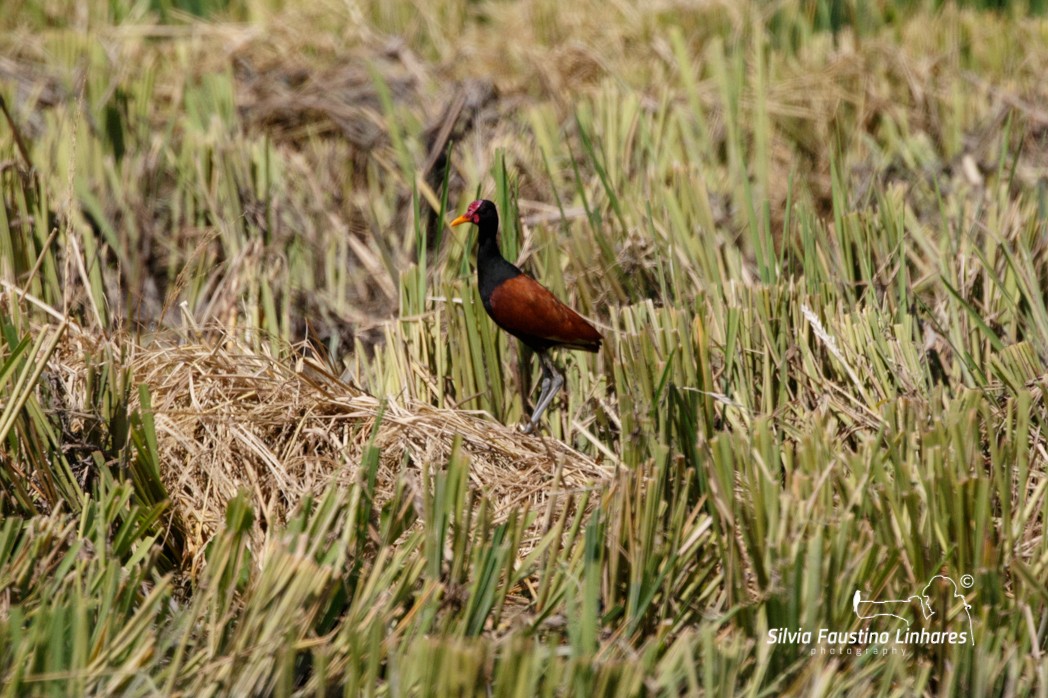 Wattled Jacana - ML137770701