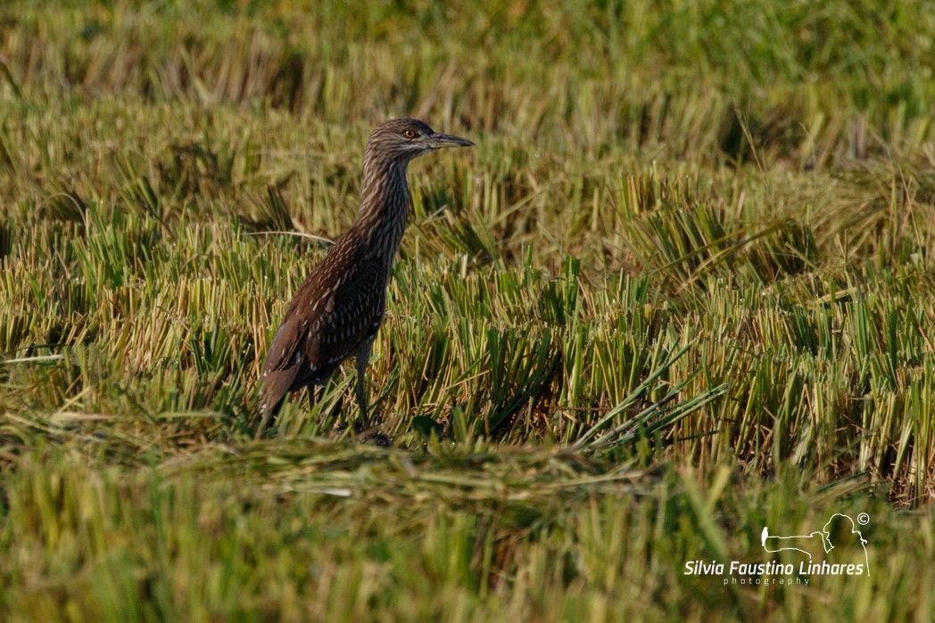 Black-crowned Night Heron - Silvia Faustino Linhares