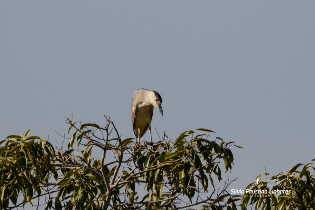 Black-crowned Night Heron - Silvia Faustino Linhares