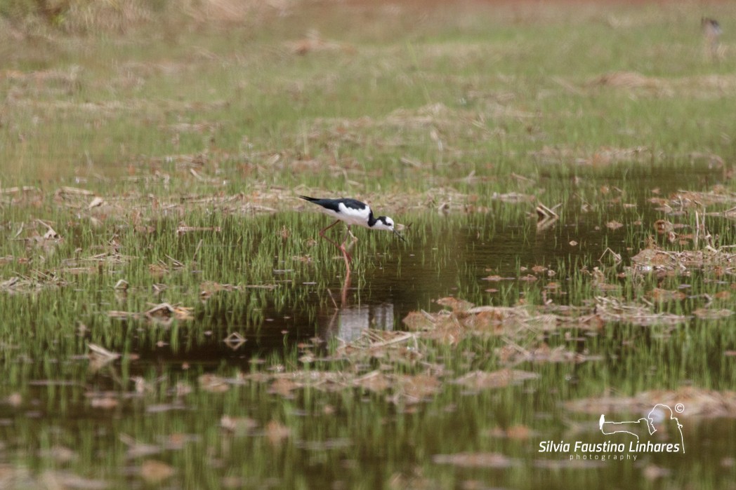 Black-necked Stilt (White-backed) - ML137771121